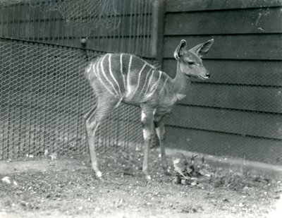 Young Lesser Kudu at London Zoo, 1914 by Frederick William Bond
